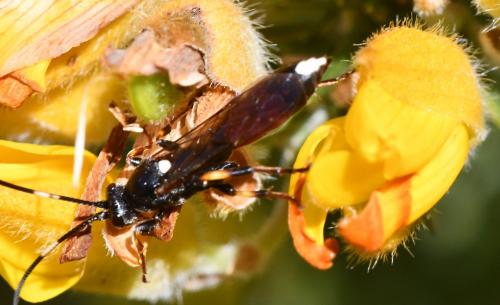 Réf. 277 955 : Ichneumon sp.
